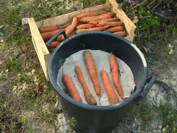 keep carrot sand winter silo