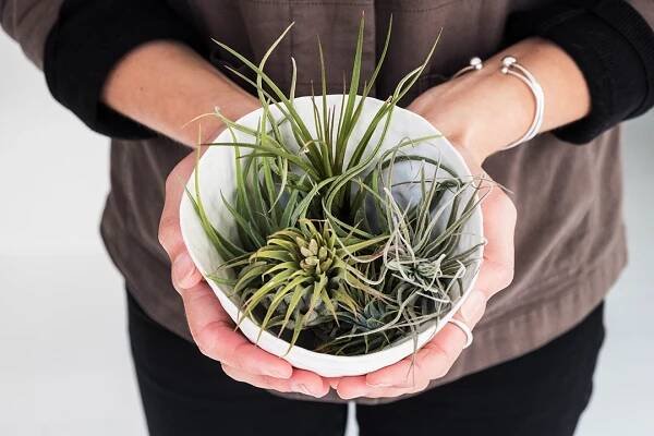 Vzdušné rostliny Tillandsia | St. Gabriel