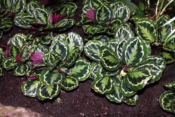 plantas de Calathea medallion