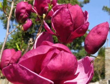 Magnolia Genie | Listnaté dřeviny |Zahradnictví Franc 