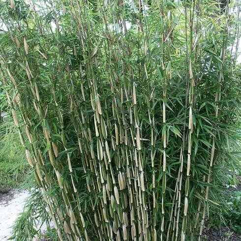 Bambus ´Fargesia Robusta Pingwu´ - Stromo.cz
