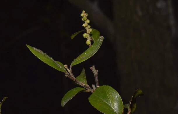 Sageretia thea – eFlora of India