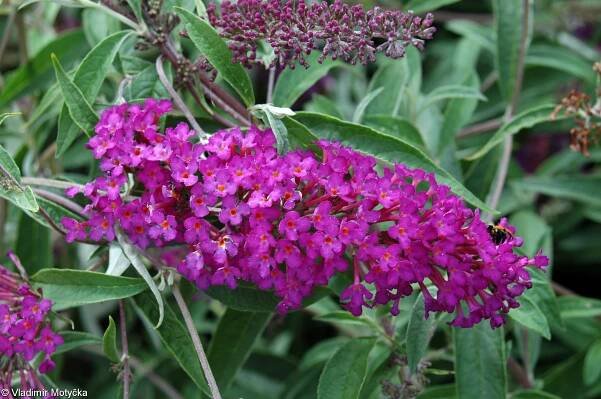 Buddleja davidii – komule Davidova • Pladias: Databáze české flóry a vegetace