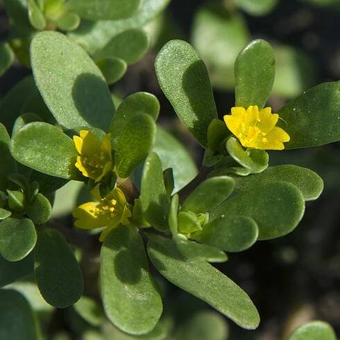 Šrucha zlatá- Portulaca oleracea - prodej semen - 30 ks od 29 Kč - Heureka.cz
