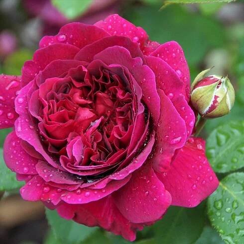 Růže velkokvětá keřová tmavě růžová – Rosa – kvalitní sazenice