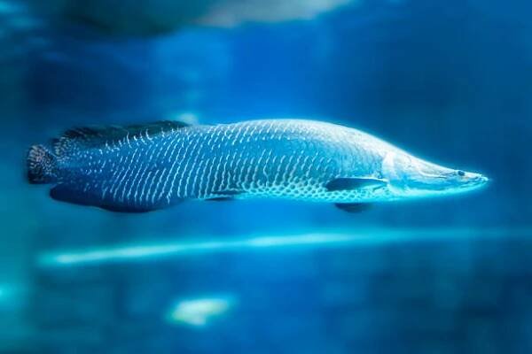 arapaima gigas, dravé ryby v modré vodě také známé jako pirarucu, je druh arapaima pocházející z povodí řeky amazonky. kdysi věřil, že je jediný druh v rodu, je jedním z největších sladkovodních ryb. druh je povinným - arapaima velká - stock snímky, obrázky a fotky