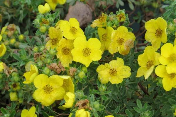 Potentilla fruticosa Jolina