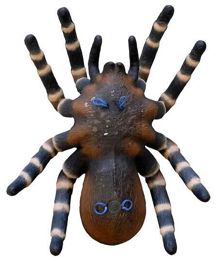 LEITOLD Tarantule