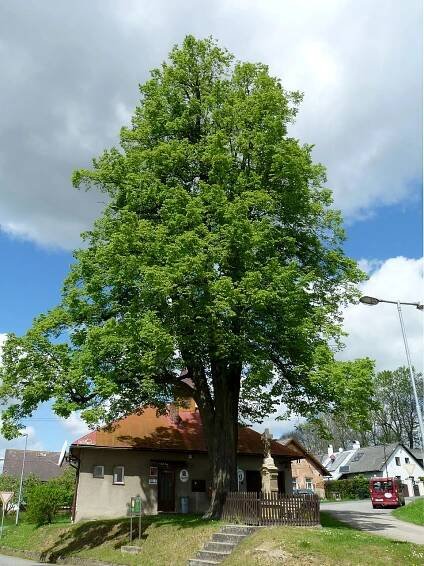 Lípa v Modlíkově – Wikipedie