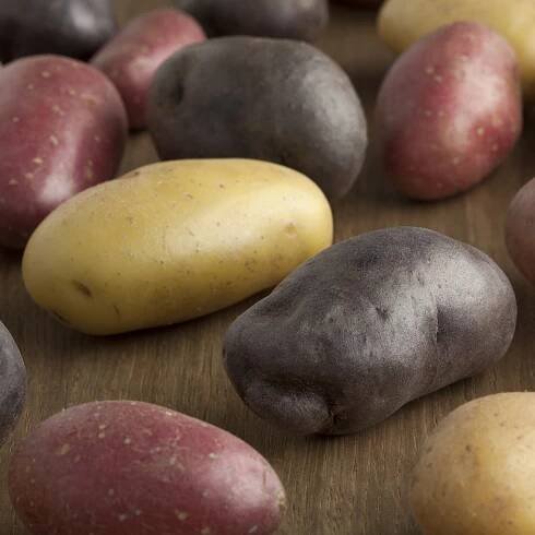 Sadbové brambory - 4 druhy - Solanum tuberosum - 12 ks