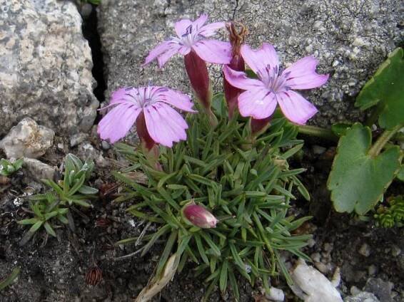 Dianthus microlepis
