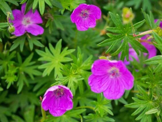 planting patricia geranium