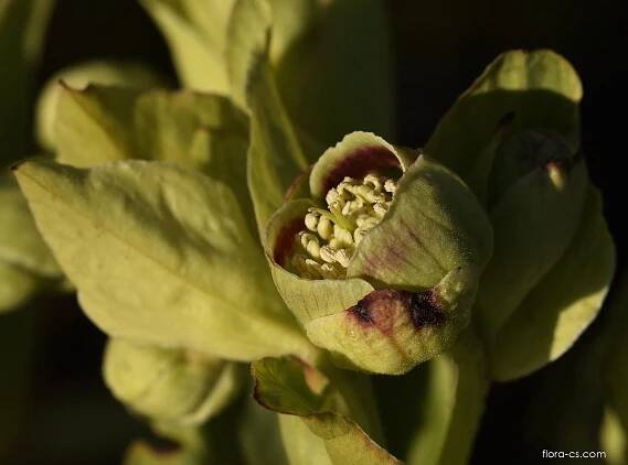 Čemeřice smrdutá (Helleborus foetidus)