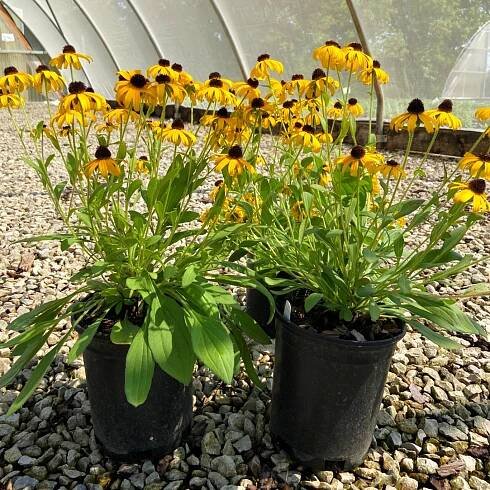 New and Notable Fall Perennials and Shrubs - Loma Vista Nursery