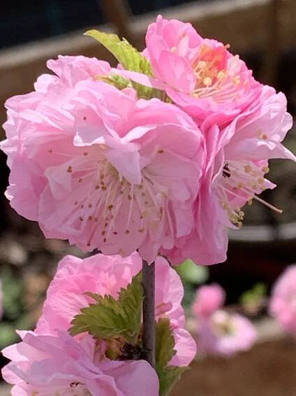 SAKURA mandloň trojlaločná, 80-100 cm