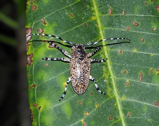 Beetles