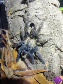 Phormingochilus care guide – Marshall Arachnids