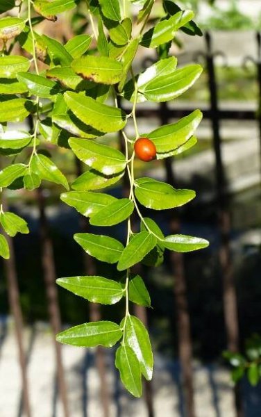 Ziziphus jujuba Mill. - Portale della Flora d'Italia / Portal to the Flora of Italy