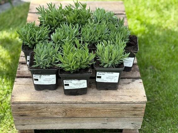 10 x SET Levandule Hidcote Blue 5 cm výška sazenice v nádobě 0,5 l Výrobce Szkółka drzewek i krzewów owocowych, ozdobnych
