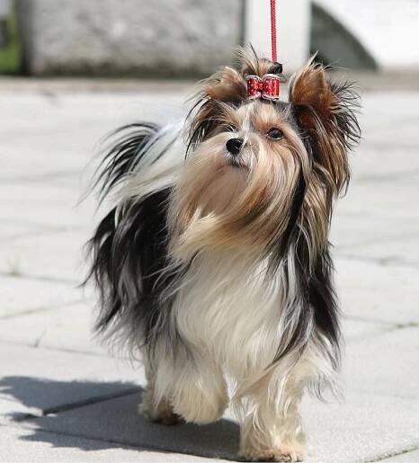 Soubor:Biewer yorkshire terrier (cropped).jpg