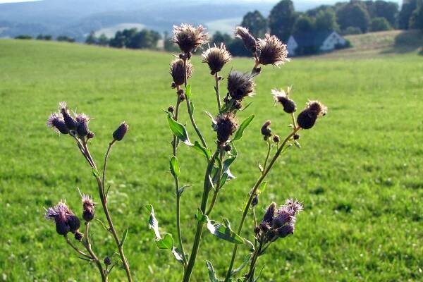 Pcháč rolní (Cirsium arvense)