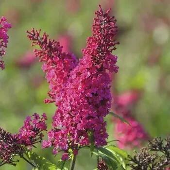 Motýlí keř, komule Davidova FloraSelf Buddleja davidii 'Prince Charming' ® výška cca 40 cm květináč 4,5 l