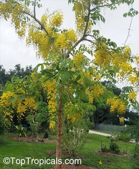 Cassia fistula (Golden Shower Tree) | Top Tropicals Plant Encyclopedia