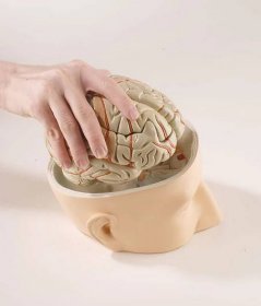 Model hlavy s mozkem - 7 částí