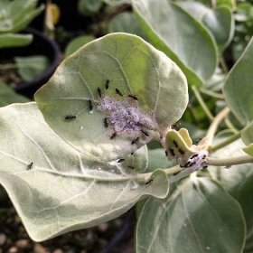 The Updated Plant Pest and Pathogens Glossary - Global Garden