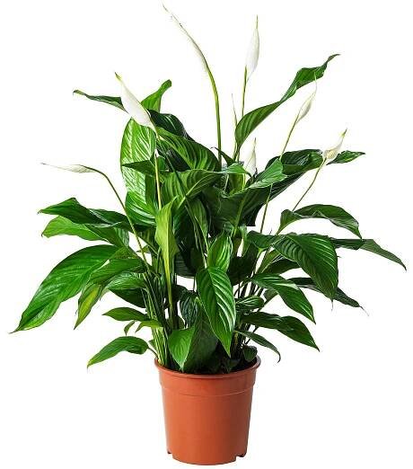 SPATHIPHYLLUM Rostlina - Toulcovka 24 cm