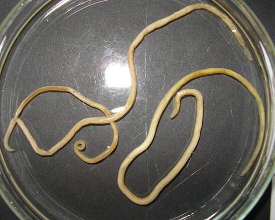 Toxocara canis – Wikipedia