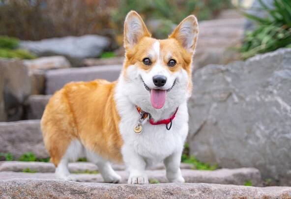 Welsh Corgi