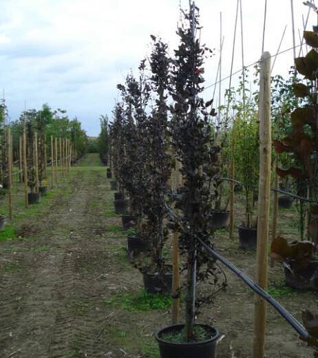 Buk lesní 'Dawyck Purple' - Fagus sylvatica 'Dawyck Purple'