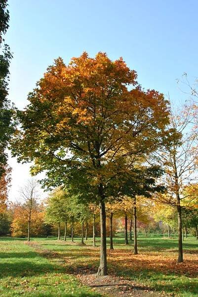 Acer saccharum 'Legacy'