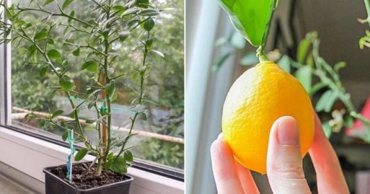 Pěstování citronu ze semínka na parapetu není žádná bláhovost: Kdo dodrží nenáročné kroky, ten se může těšit na vlastní svěží plody