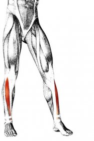 Anatomie člověka nižší nohy — Stock obrázek