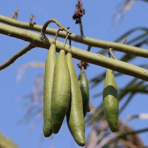 Lufa válcovitá – Luffa cylindrica – osivo lufy