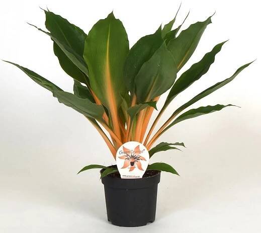 GROW by OBI Zelenec Green Orange (Chlorophytum orchidastrum), pr. 12 x 35 cm