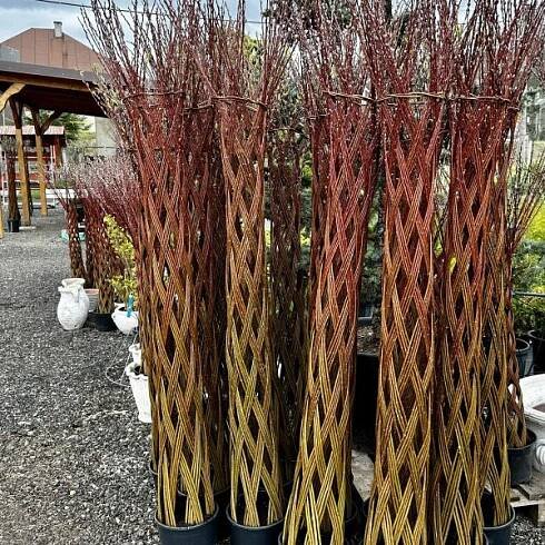 americká pletená vŕba, salix, pletená vŕba, americká vŕba, pletena vrba, americka vrba, americka pletena vrba, vrba, vŕba