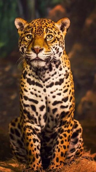 10 animals whose names begin with the letter 'J'