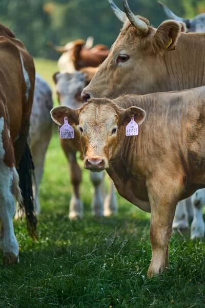 Farma / Meatpoint 