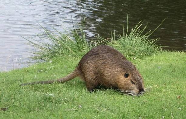 Nekrmte nutrie
