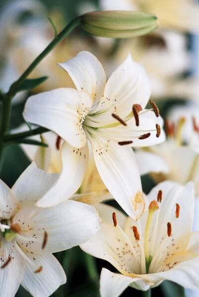 'Catherine Laburi' Asiatic lily