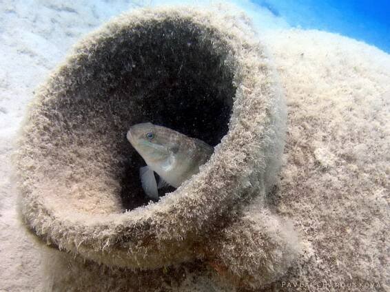 Amblygobius albimaculatus - Hlaváč běloskvrnný