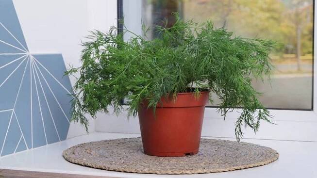 Kopr můžete pěstování volně na zahrádce nebo také v květináči