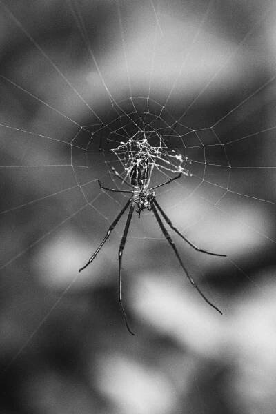 bezplatná Složitý černobílý detailní záběr pavouka spřádajícího svou síť v Breves, PA, Brazílie. Základová fotografie