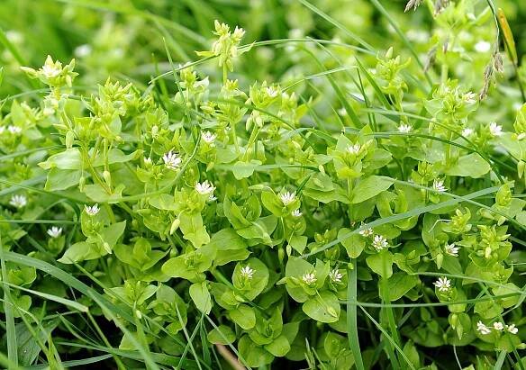 Woodlouse nebo Starflower medium (Stellaria media)
