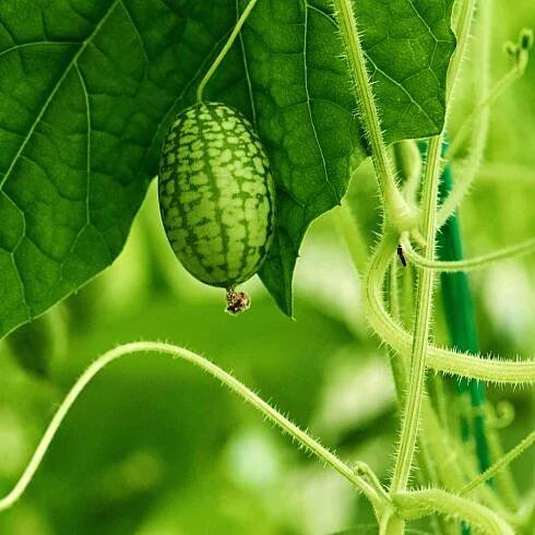 Melothria Scabra Plants
