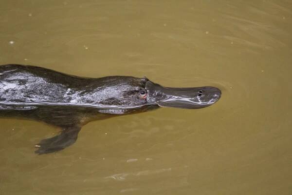 Why one of the world's strangest animals - the confusing-looking duck-billed platypus - was sent to Winston Churchill during the war