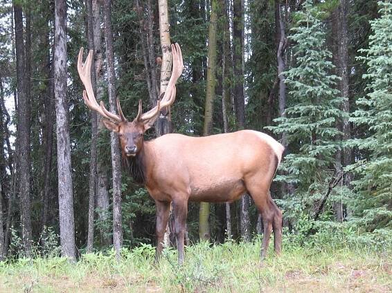 Datei:Wapiti Maligne Lake.JPG